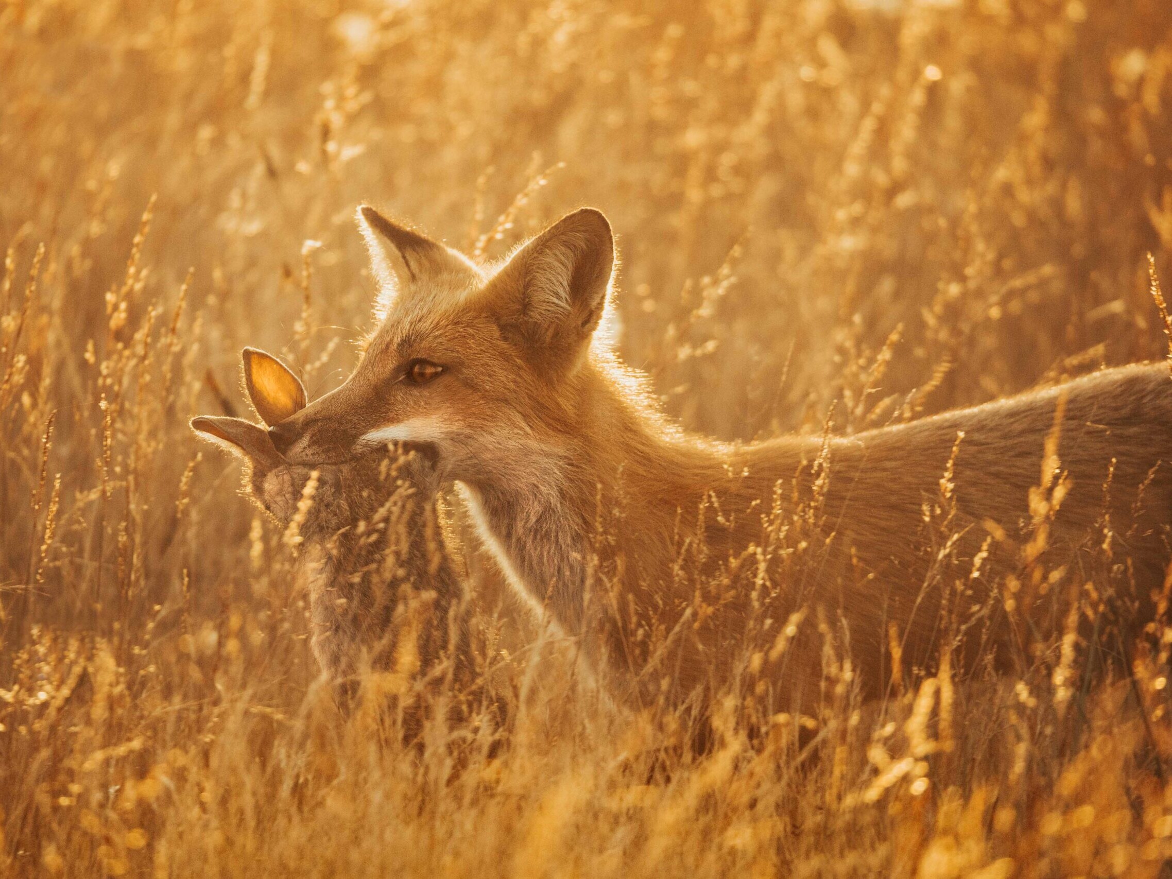 red Fox with rabbit wildlife photographer hunting san juan island