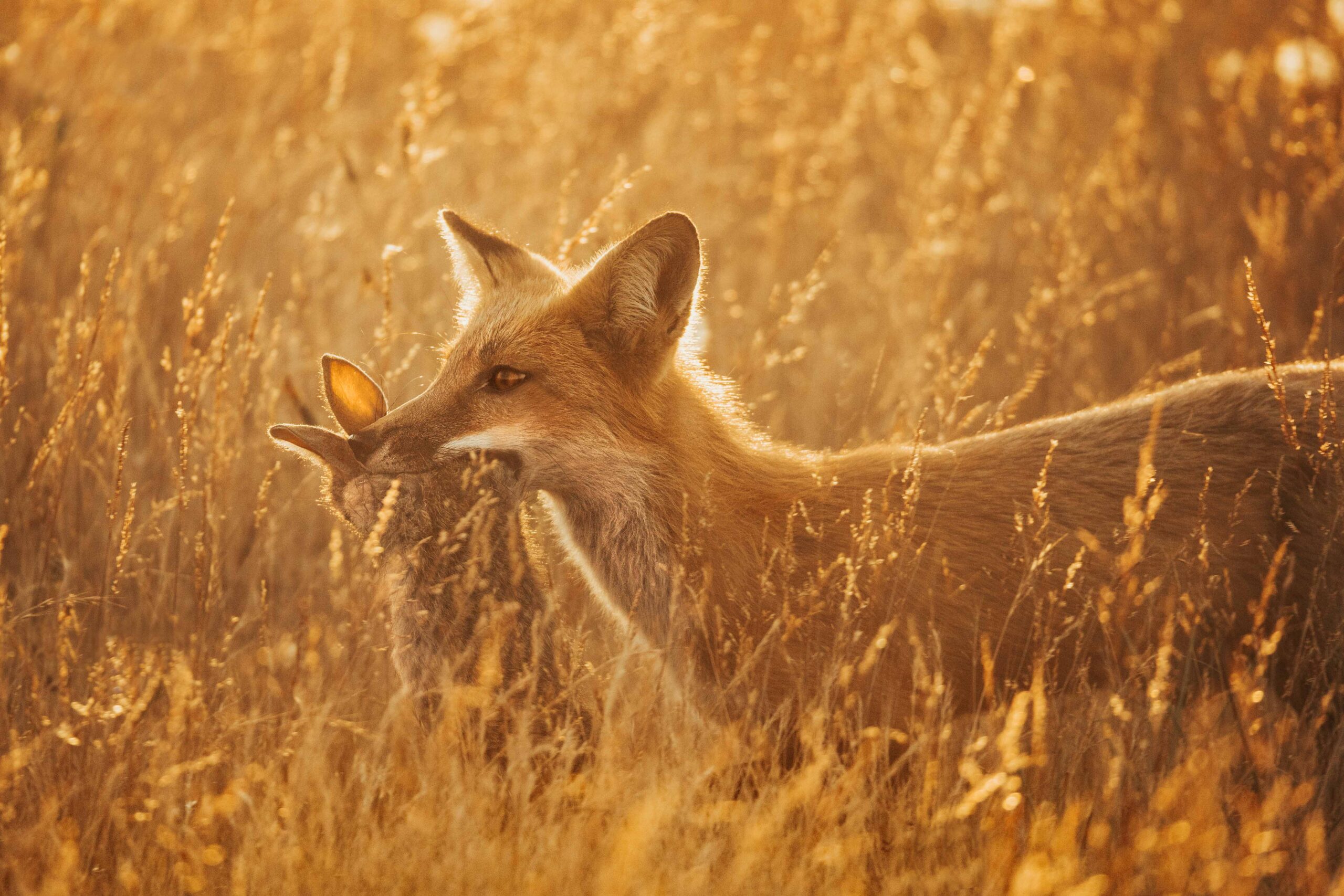red Fox with rabbit wildlife photographer hunting san juan island