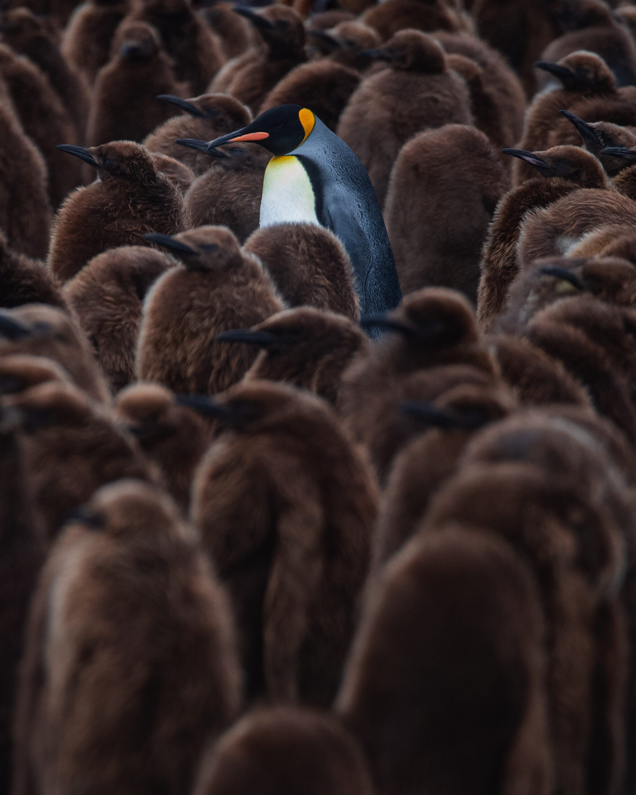 wildlife photographer Antarctia King Penguins