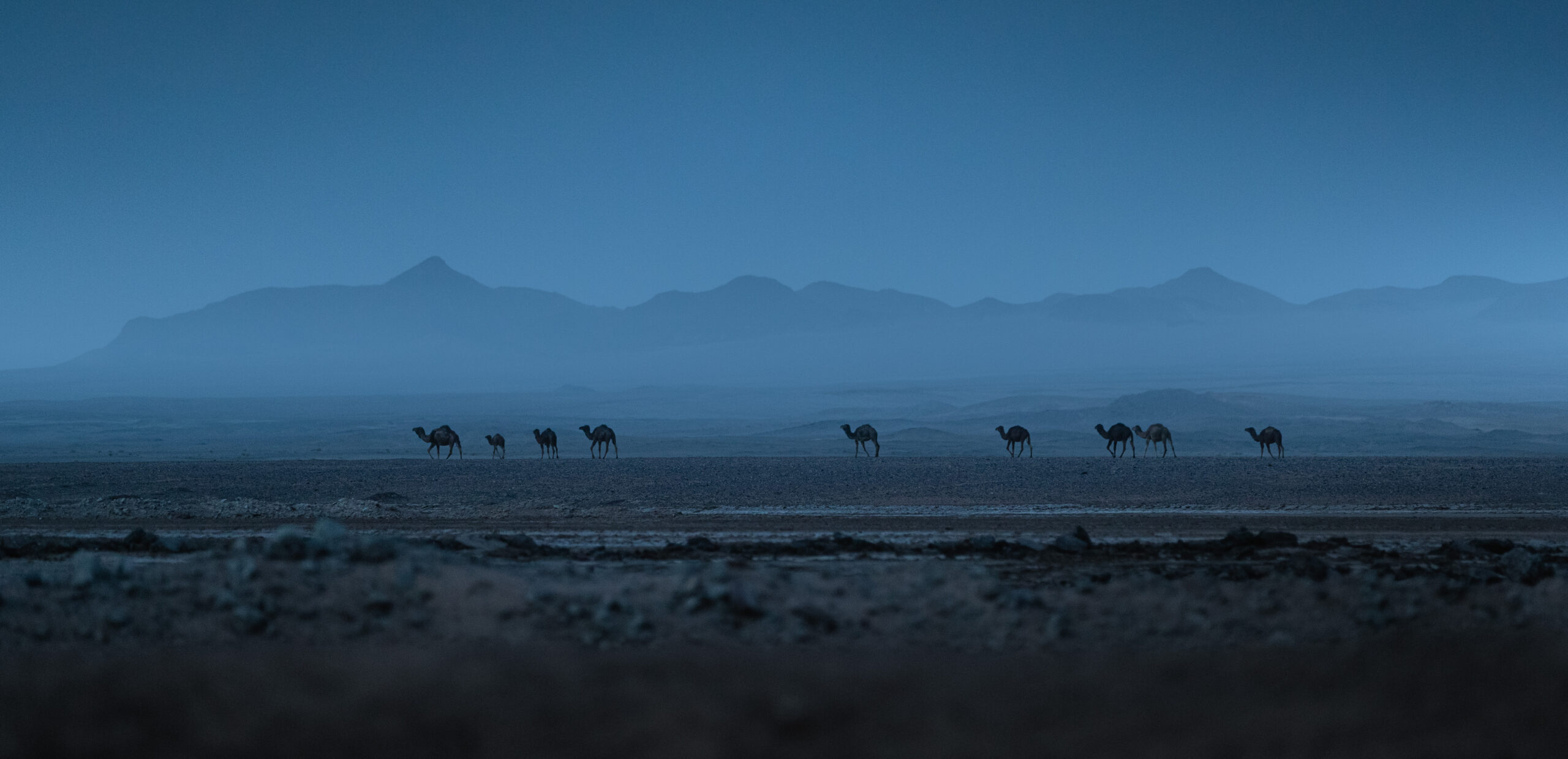 Iran wildlife photographer Lut desert dasht-e Lut iranian