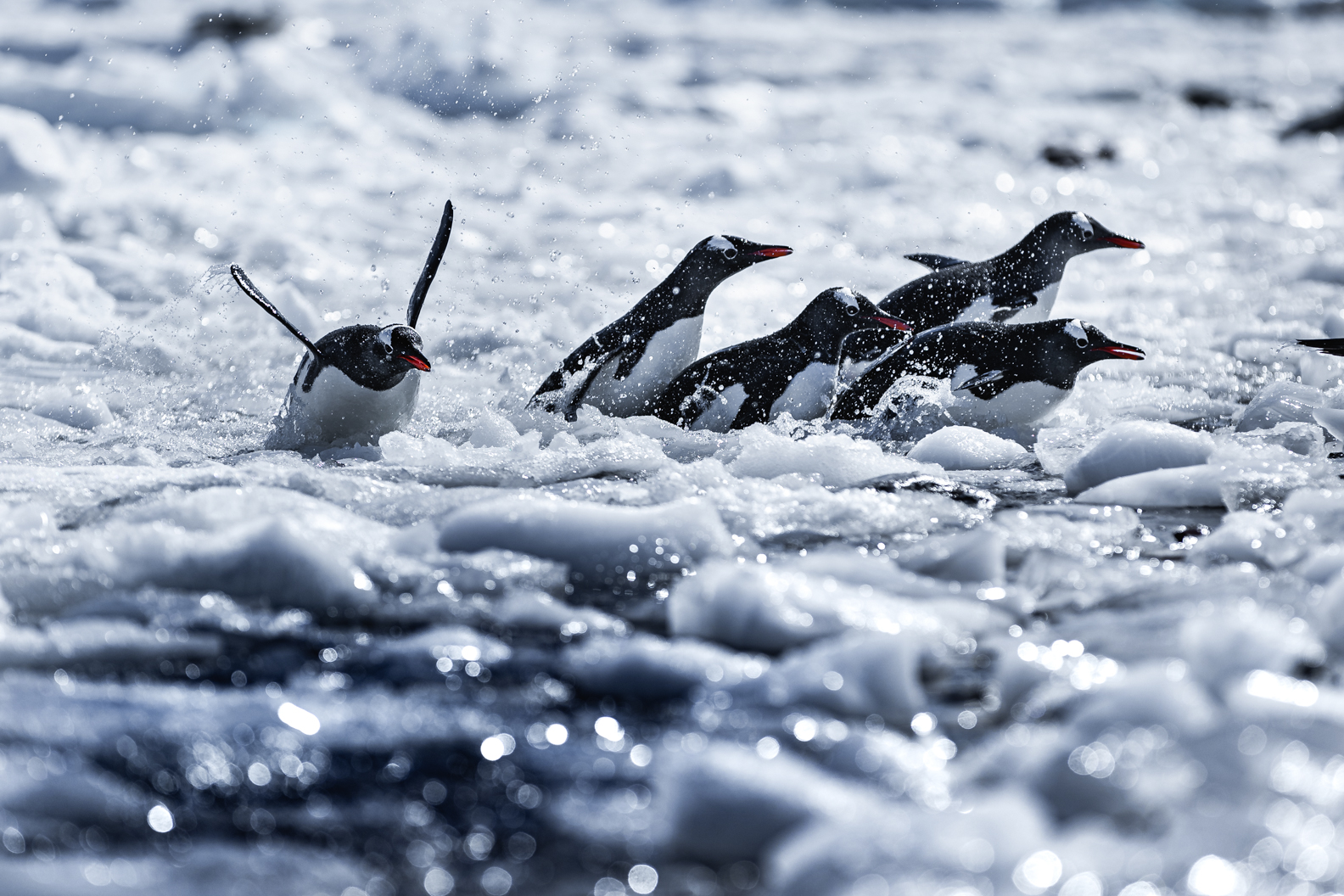 Neko Harbor antarctia porpoising Adelie Penguins porpoising jumping