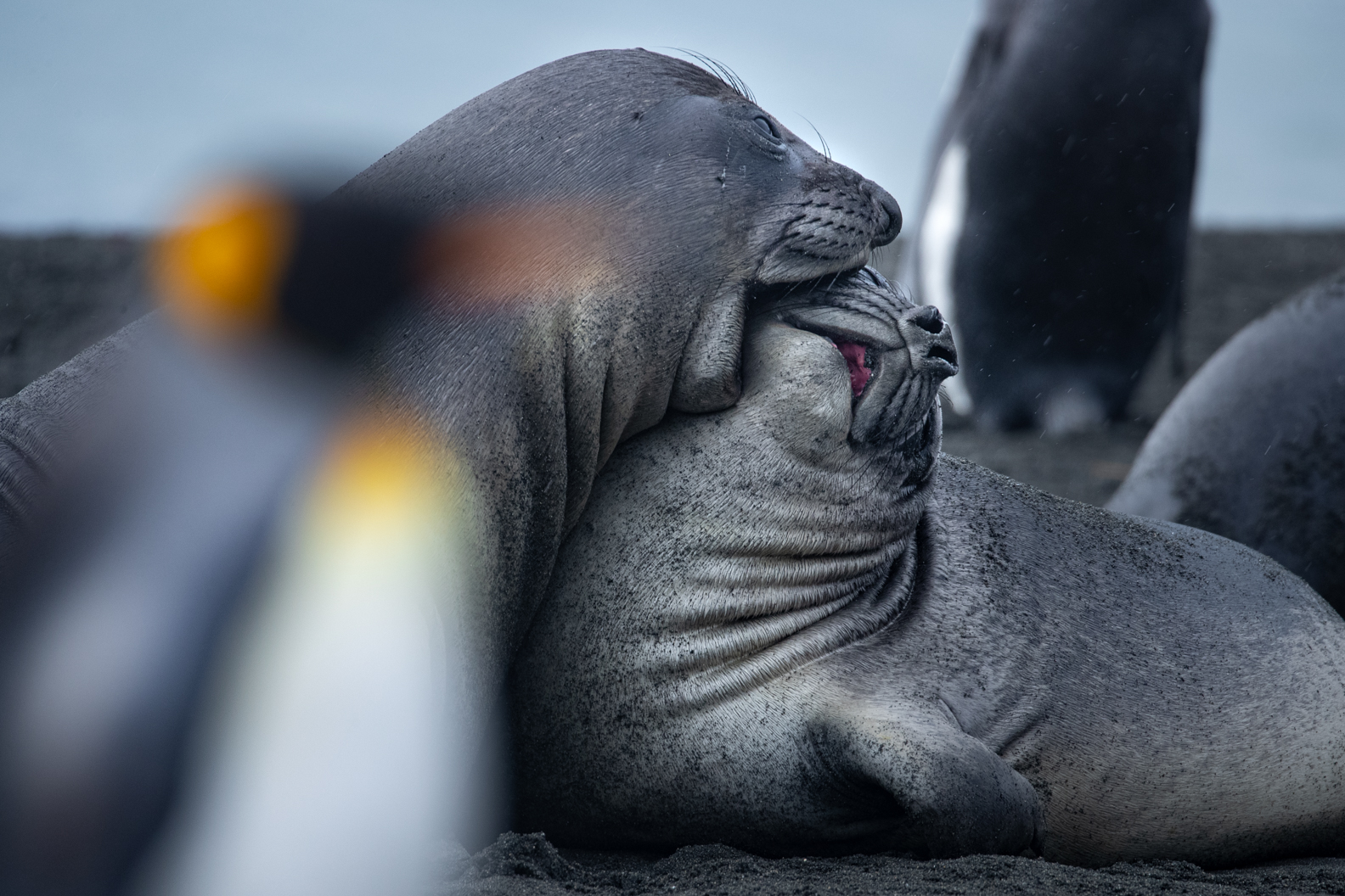wildlife photographer Antarctia baby elephant seals