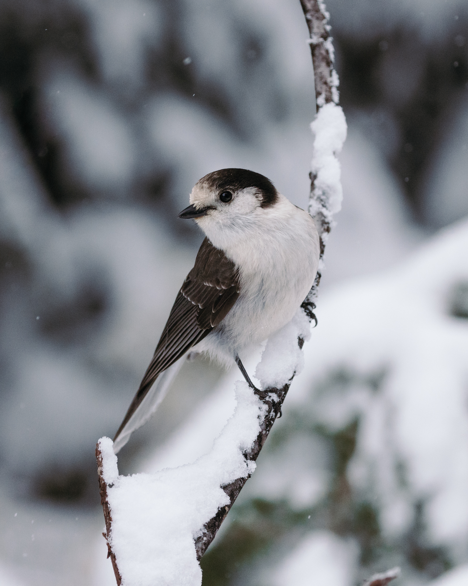 Mt. Hood Gray jay in the snow